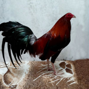 Crianza de aves finas (para propósito de cría)